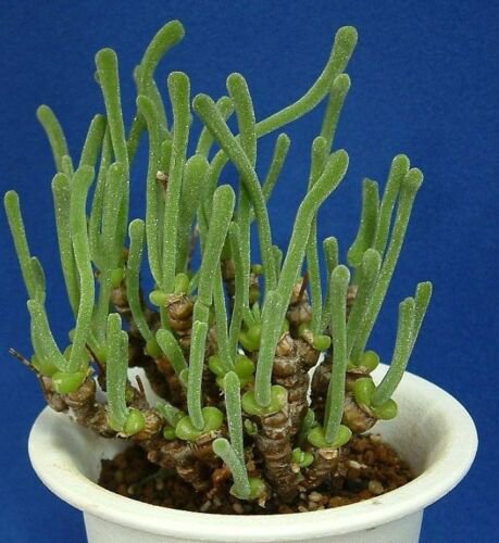 Monilaria Pisiformis exotic mesembs rare succulent string of pears seed 30 SEEDS