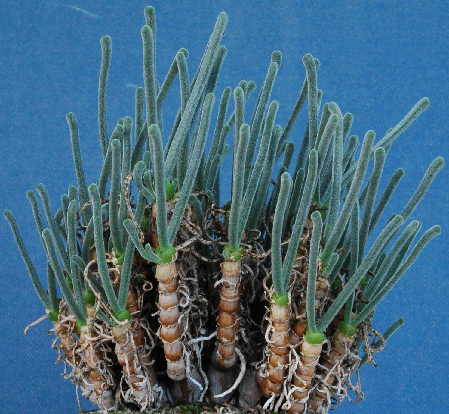Monilaria Obconica, exotic mesembs rare succulent string of pears seed 30 SEEDS