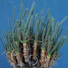 Monilaria Obconica, exotic mesembs rare succulent string of pears seed 30 SEEDS