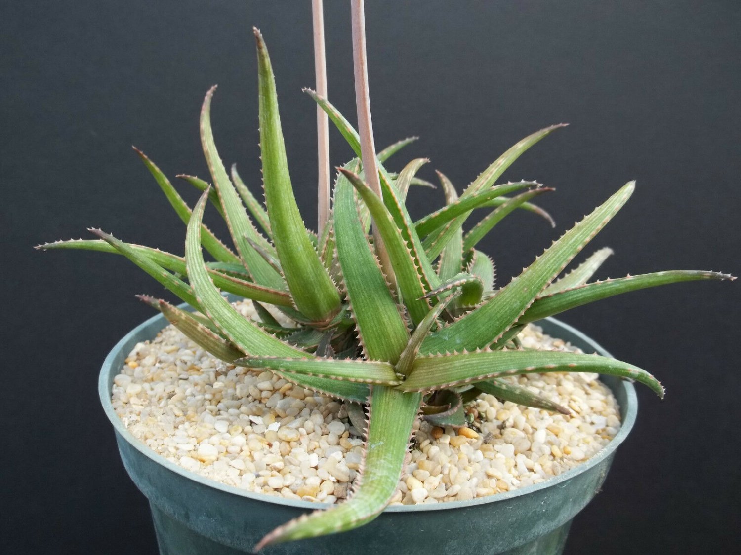 RARE ALOE BAKERI  cactus hybrid exotic color succulent flowering seed 10 SEEDS
