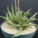 RARE ALOE BAKERI  cactus hybrid exotic color succulent flowering seed 10 SEEDS