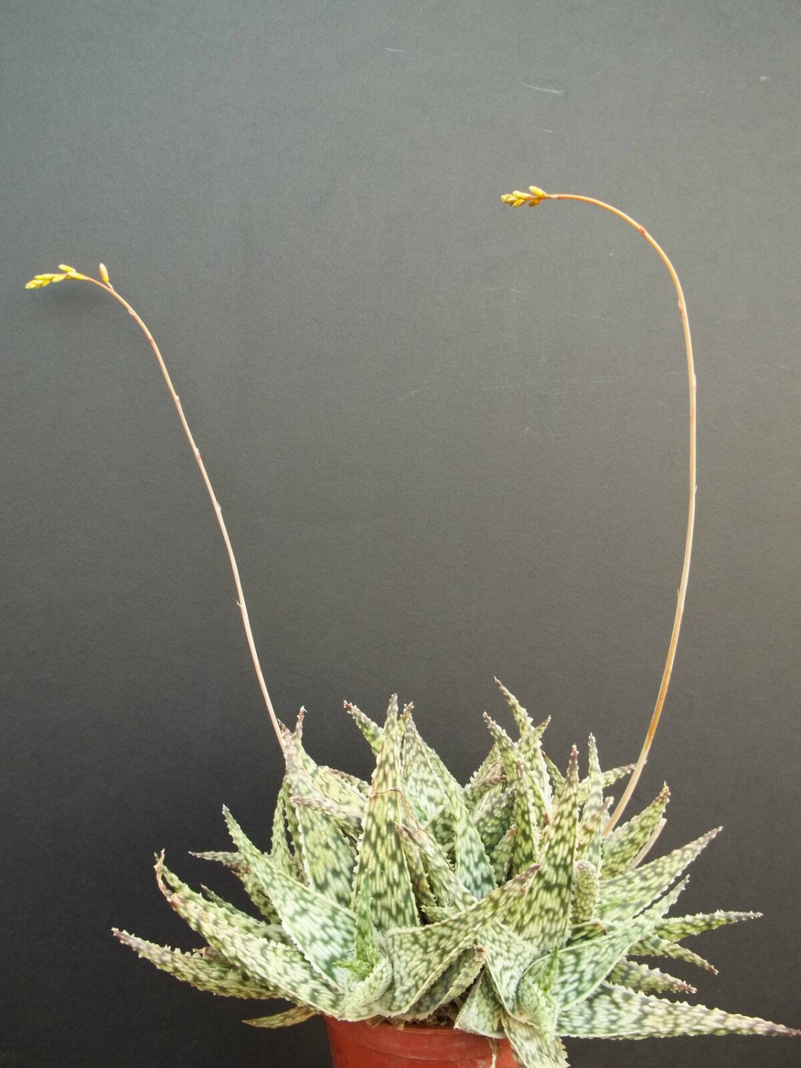 RARE ALOE DORAN BLACK dorian hybrid exotic color agave succulent seed 10 SEEDS