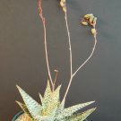RARE ALOE CULTIVAR MARMALADE exotic hybrid color succulent cactus seed 10 SEEDS