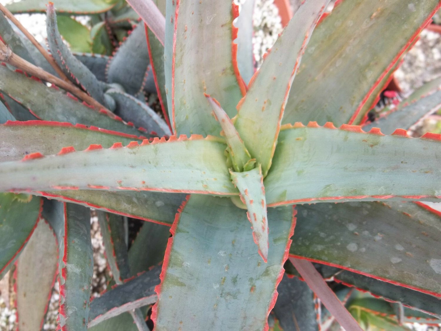 RARE ALOE CULTIVAR SUNSET  exotic hybrid color succulent cactus seed 10 SEEDS