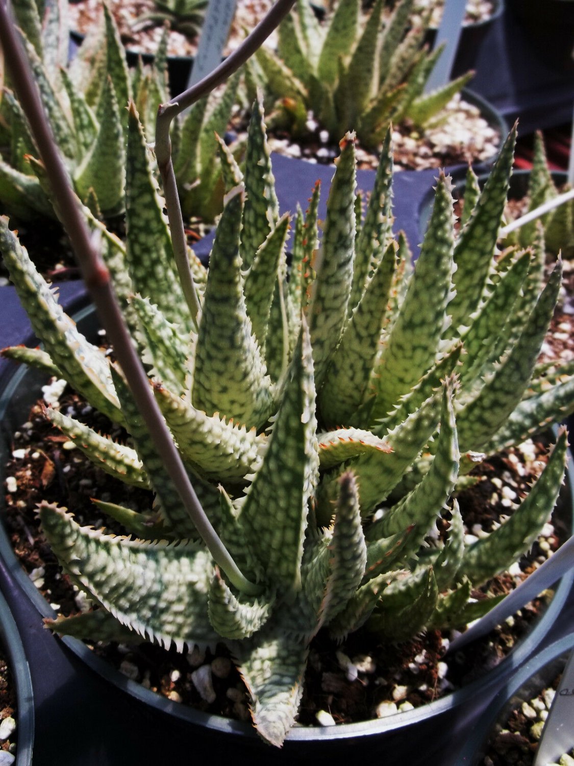 RARE ALOE CULTIVAR WHITE LIGHTNING exotic hybrid color succulent seed 10 SEEDS