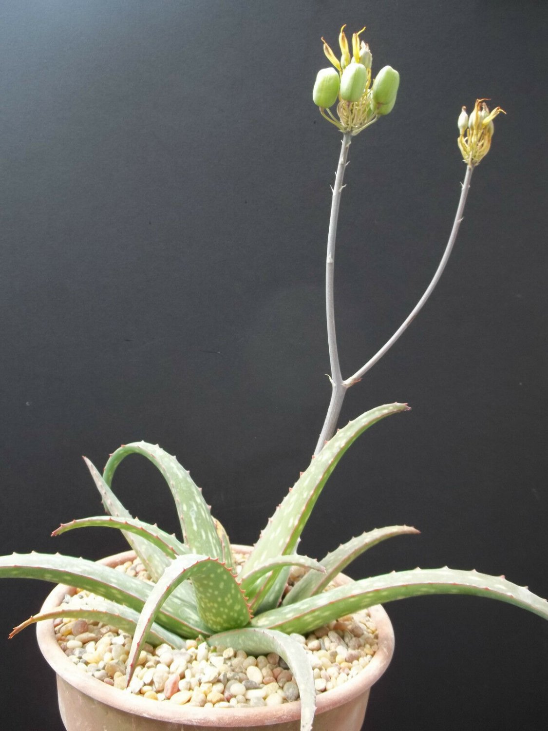 RARE ALOE SINKATANA cactus hybrid exotic color succulent flowering seed 10 SEEDS