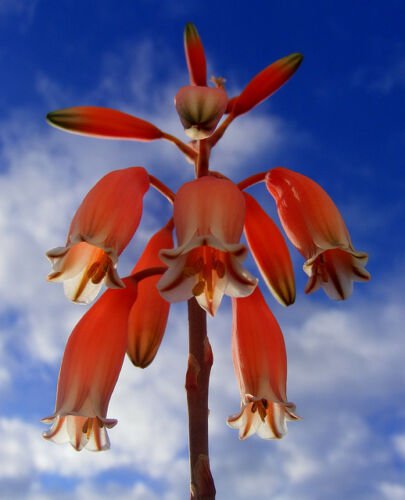RARE ALOE PARVULA j madagascar exotic color miniature succulent seed 10 SEEDS
