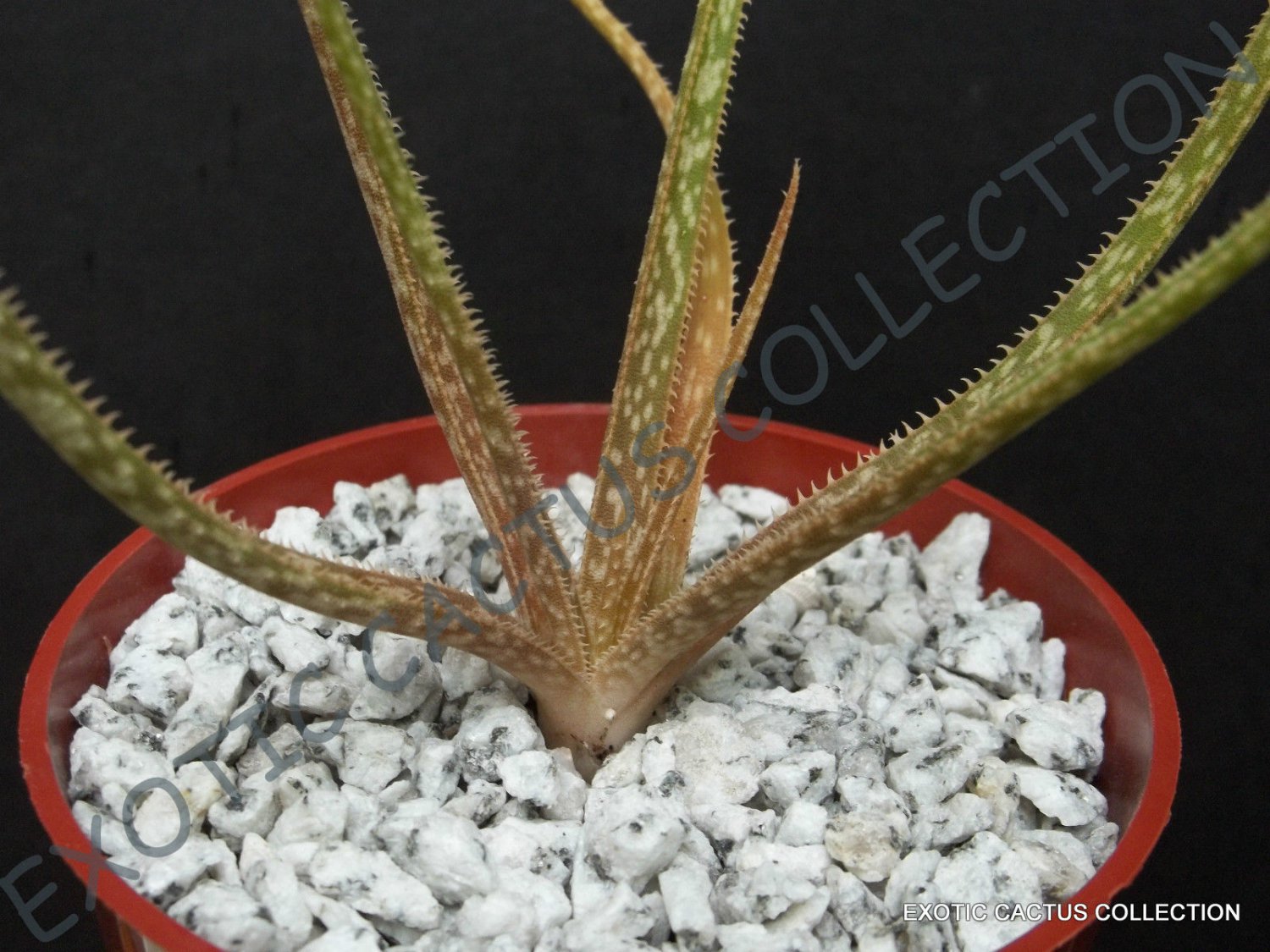 RARE ALOE BELLATULA  madagascar exotic color miniature succulent seed 10 SEEDS