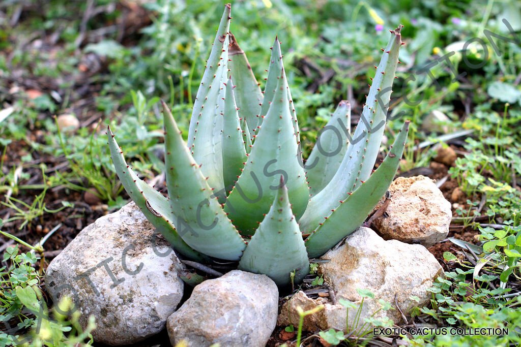 RARE ALOE REITZII exotic Silver Gray color succulent cactus red seed - 10 SEEDS