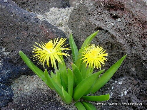 RARE BERGERANTHUS ARTUS exotic flowering succulent mesemb cactus seed 20 SEEDS