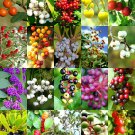 FLORIDA NATIVE BERRIES MIX, rare coast plum fruit WILD BERRY wood seed -15 seeds