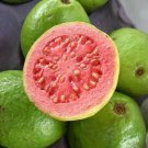 GUAVA tropical fruit Psidium guajava exotic tree seed edible guayaba 15 SEEDS