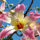 Chorisia speciosa exotic flowering tree silk floss bottle kapok seed 10 seeds
