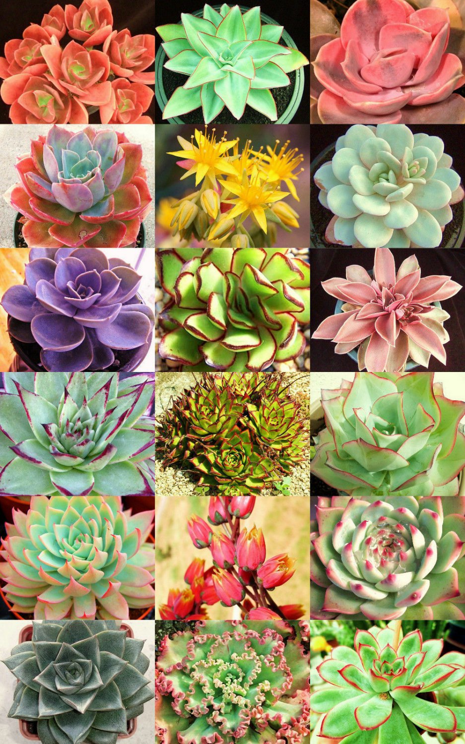 HENS AND CHICKS variety mix  rare houseleeks succulent flowering seed 20 seeds
