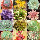 HENS AND CHICKS variety mix  rare houseleeks succulent flowering seed 20 seeds