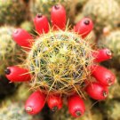 Mammillaria Prolifera Haitiensis rare cactus succulent plant cacti seed 20 SEEDS