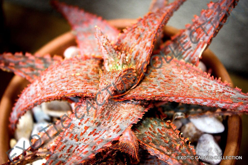 RARE ALOE HYBRID cv ORANGE MARMALADE exotic agave succulent bonsai seeds 10 seed