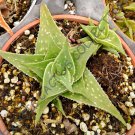RARE ALOE BLUE MIST  exotic medicinal gel succulent desert plant seed 10 SEEDS