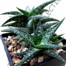 RARE ALOE DESCOINGSII j agave healing medicinal succulent plant seed 10 SEEDS
