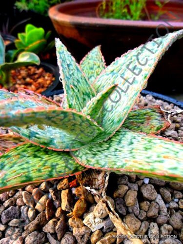 RARE ALOE GREEN SAND j agave healing medicinal succulent plant seed 10 SEEDS
