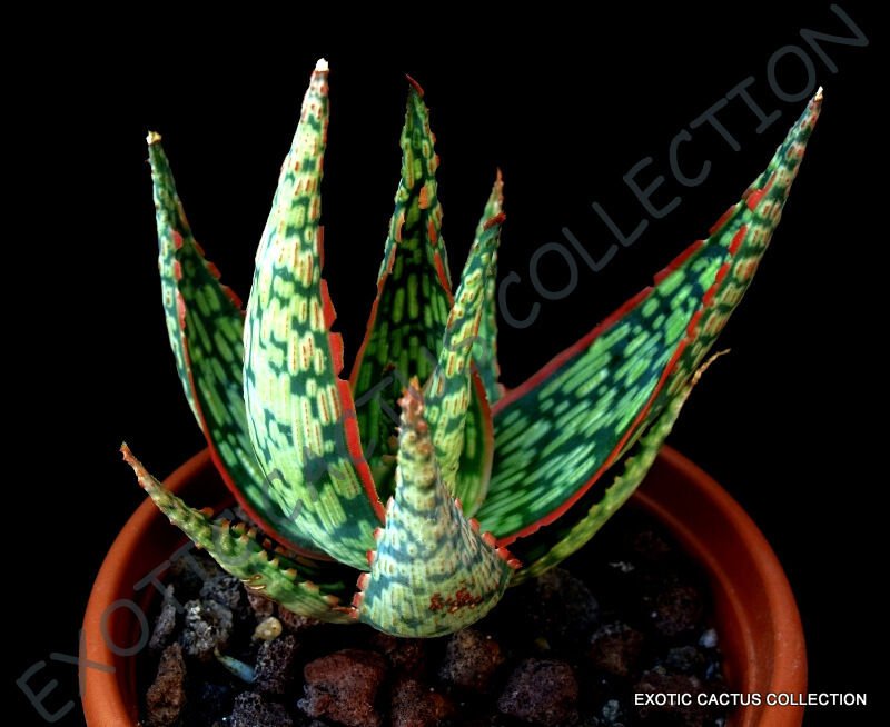 RARE ALOE PEPPERMINT j agave healing medicinal succulent plant seed 10 SEEDS