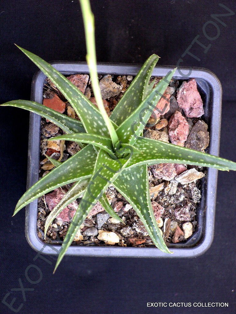 RARE ALOE CULTIVAR FIREBIRD exotic hybrid color succulent cacti seed 10 SEEDS