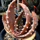 RARE ALOE ACULEATA V. CROUSIANA exotic succulent agave hardy plant seed 10 SEEDS