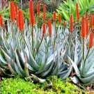 RARE ALOE PETRICOLA exotic STONE succulent agave hardy plant yard seed 10 SEEDS