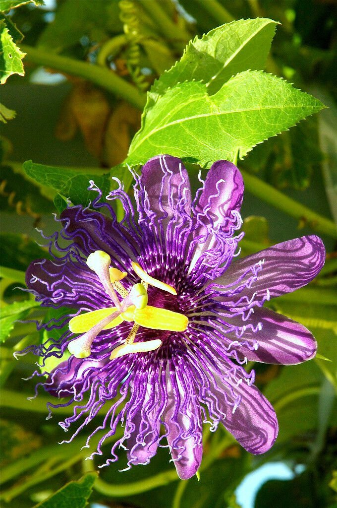 Passion Fruit Purple Flower Vine Maypop Passiflora Incarnata Plant Seed 10 Seeds 