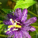 PASSION FRUIT purple flower vine maypop PASSIFLORA INCARNATA plant seed 10 SEEDS