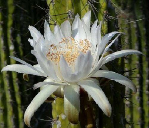 Stetsonia coryne  Toothpick Cactus Argentine columnar cacti rare seed 20 SEEDS