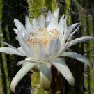 Stetsonia coryne  Toothpick Cactus Argentine columnar cacti rare seed 20 SEEDS