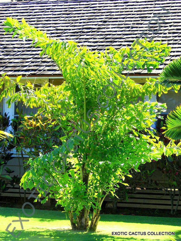 FISHTAIL PALM caryota mitis exotic rare palm tree palms ornamental seed 10 seeds