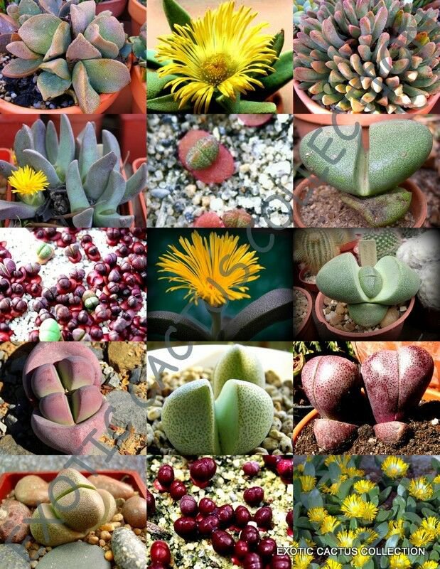 RARE PLEIOSPILOS MIX succulent cactus mixed living stones rocks seed - 15 SEEDS