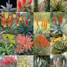 FLOWERING ALOE MIX exotic cultivar color cacti rare cactus aloes seed 10 SEEDS