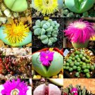 RARE ARGYRODERMA MIX succulent cactus mixed living stones rocks seed 20 SEEDS