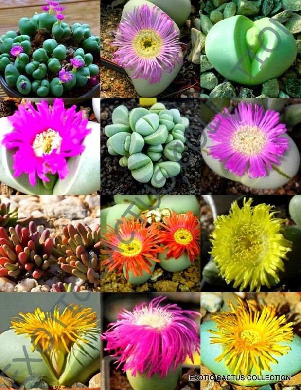 EXOTIC ARGYRODERMA MIX succulent cactus mixed living stones rocks seed 20 SEEDS