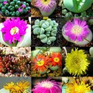 EXOTIC ARGYRODERMA MIX succulent cactus mixed living stones rocks seed 20 SEEDS