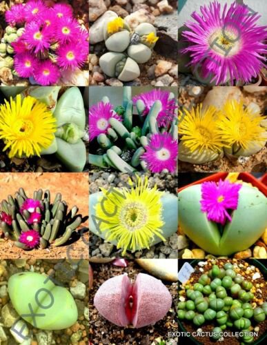 COLOR ARGYRODERMA MIX succulent cactus mixed living stones rocks seed 20 SEEDS