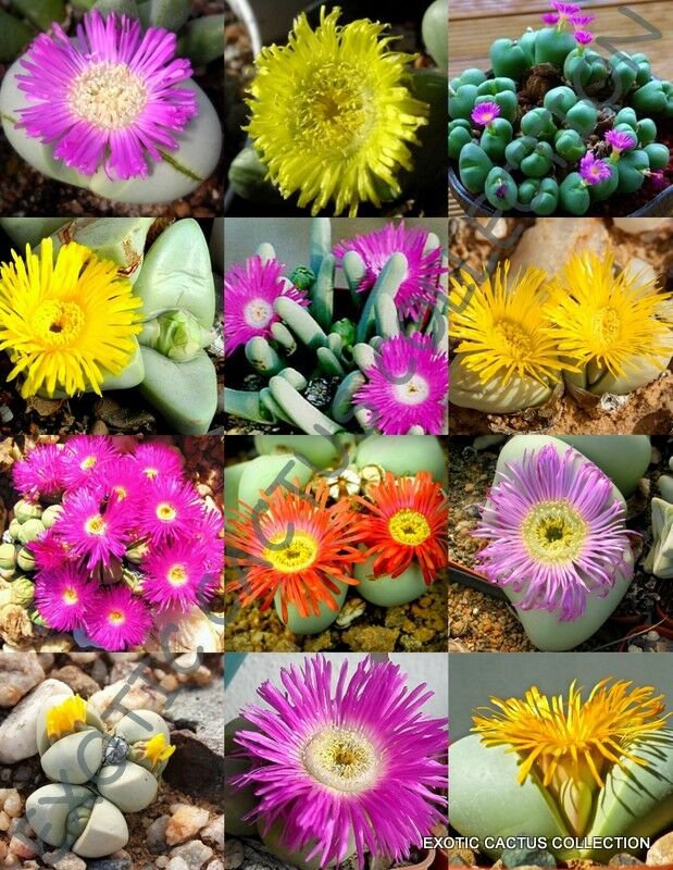 FLOWERING ARGYRODERMA MIX  succulent cactus living stones rocks seed 20 SEEDS
