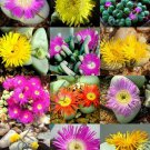 FLOWERING ARGYRODERMA MIX  succulent cactus living stones rocks seed 20 SEEDS