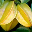 Star Fruit Averrhoa Carambola tropical Starfruit exotic tree seed edible 3 SEEDS