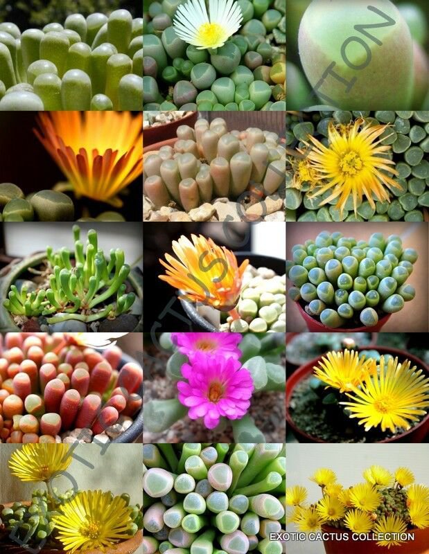 EXOTIC FENESTRARIA MIX  rare flowering mesembs living stone rocks seed 15 SEEDS