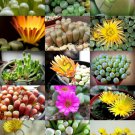 EXOTIC FENESTRARIA MIX  rare flowering mesembs living stone rocks seed 15 SEEDS