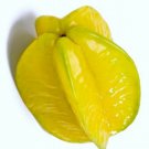 Star Fruit Averrhoa Carambola tropical Starfruit exotic tree seed edible 5 SEEDS