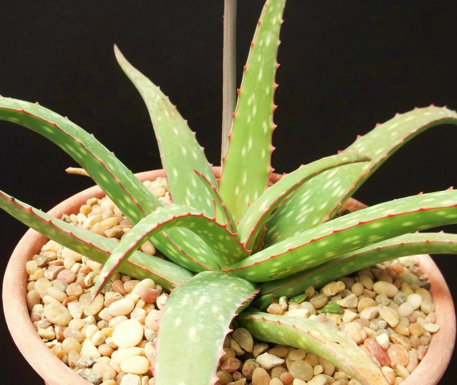 ALOE SINKATANA cactus hybrid exotic color succulent rare flowering seed 10 SEEDS
