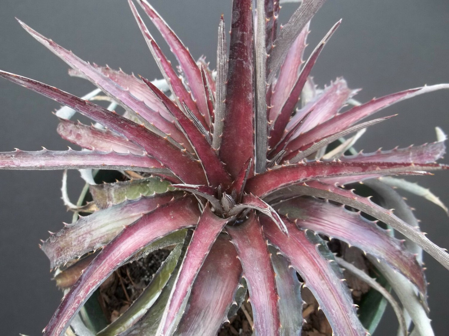 DYCKIA CHERRY COKE Hybrid exotic terrestrial bromeliad air rare seed 10 seeds