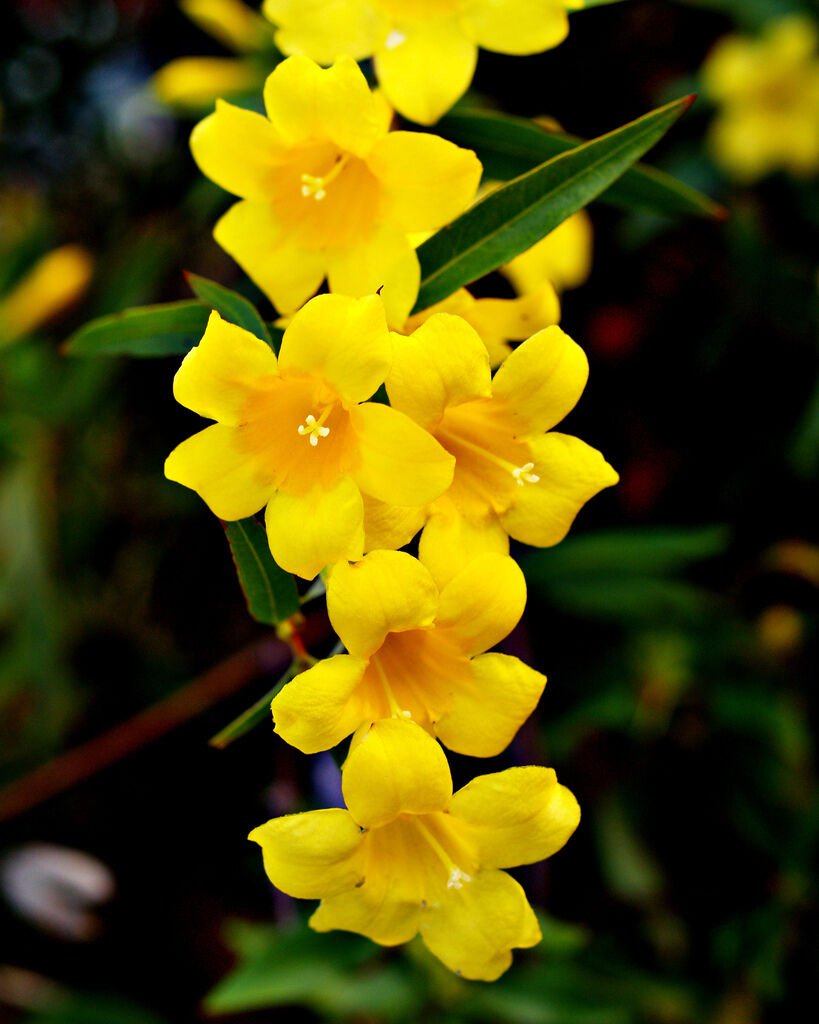 GELSEMIUM SEMPERVIRENS carolina jasmine vine rare fragrant flower seed 5 SEEDS