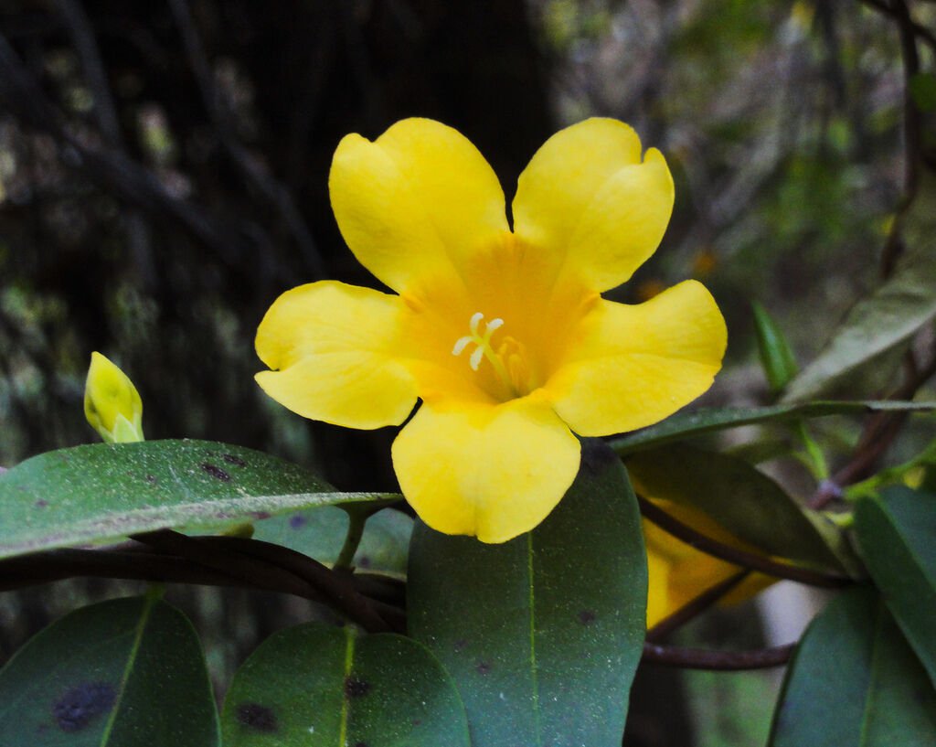 CAROLINA JASMINE gelsemium sempervirens vine rare fragrant flower seed 5 SEEDS