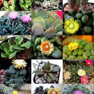 EXOTIC ALOINOPSIS MIX rare flowering succulent mesemb living stone seed 20 SEEDS